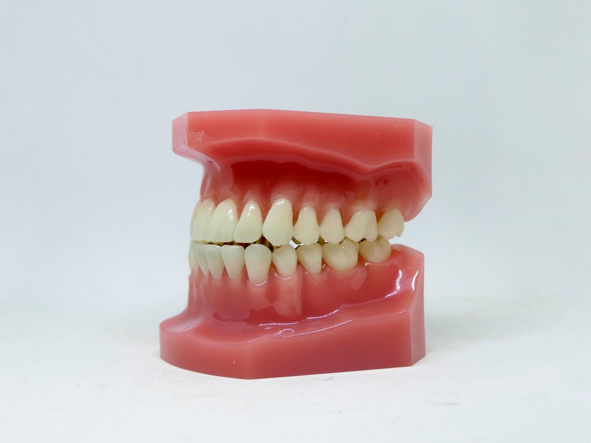 Dental model with white teeth on a plain light background