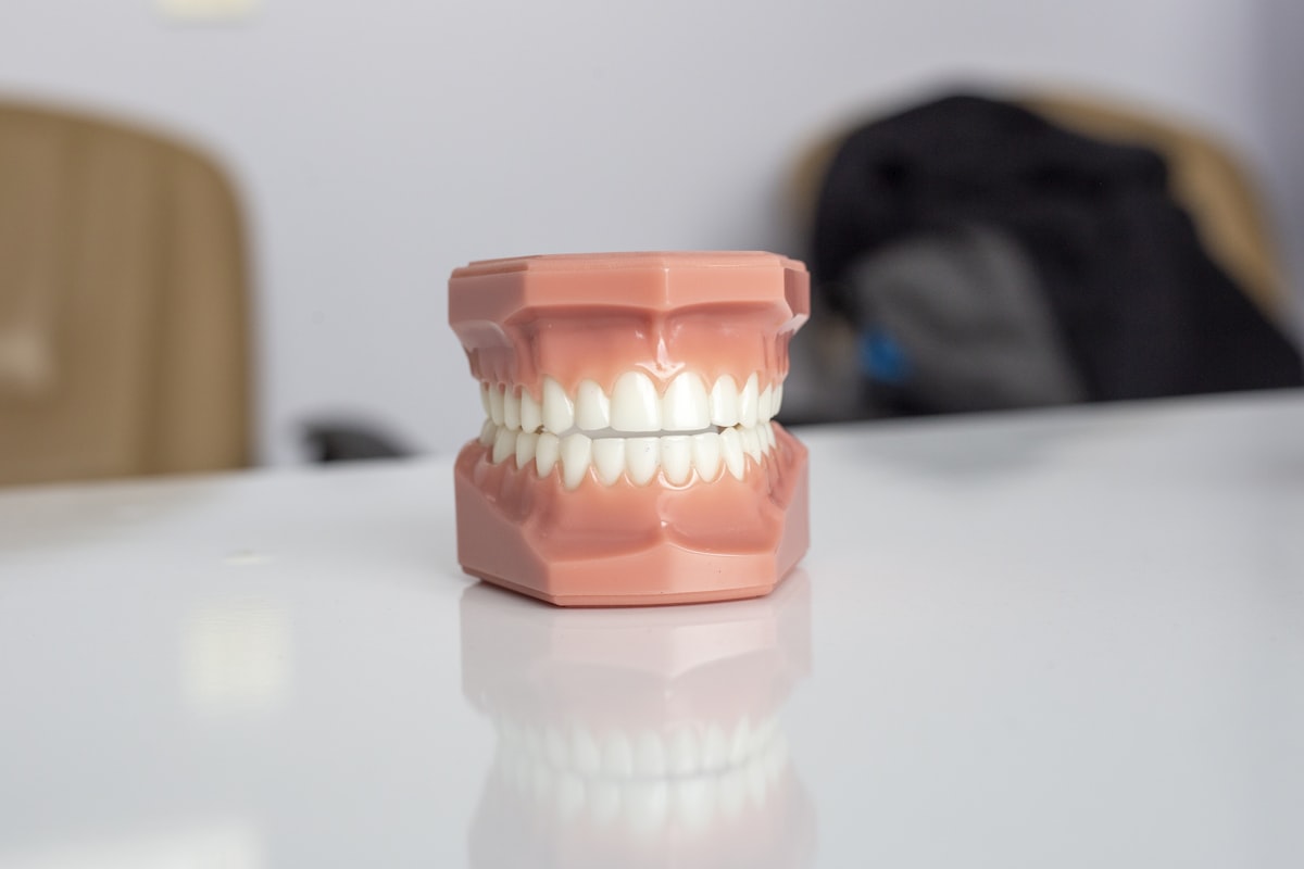 Plastic model of upper and lower teeth on a white table