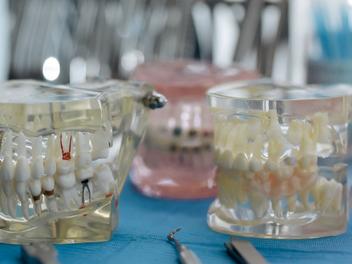 Clear dental models showing the canals inside the tooth roots